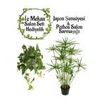 Gardenbox Japon Şemsiyesi (40-60cm) Saksılı + Pothos Salon Sarmaşığı (30-40cm) Saksılı, Set