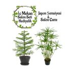 Gardenbox Japon Şemsiyesi (40-60cm) Saksılı + Salon Çamı (30-40cm) Saksılı, Set