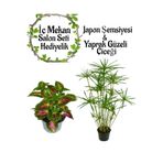 Gardenbox Japon Şemsiyesi 40-60cm Saksılı + Yaprak Güzeli Çiçeği Saksılı Salon Seti