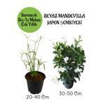 Gardenbox Japon Şemsiyesi Saksılı + Beyaz Mandevilla Çiçeği Saksılı Salon Seti