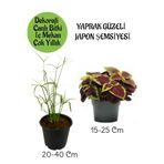 Gardenbox Japon Şemsiyesi Saksılı + Yaprak Güzeli Çiçeği Saksılı İç Mekan Bitkileri Seti