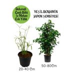 Gardenbox Japon Şemsiyesi Saksılı + Yeşil Benjamin Bitkisi Saksılı, 2'li Set, İç Mekan Bitkileri
