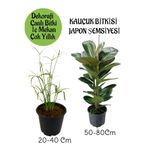 Gardenbox Japon Şemsiyesi Saksılı + Yeşil Kauçuk Bitkisi Saksılı Salon Seti