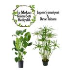 Gardenbox Japon Şemsiyesi(40-60)Cm 1 Adet Saksılı+Deve Tabanı Bitkisi (50-70cm)1 Adet Saksılı
