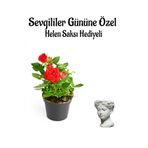 Gardenbox Kadınlar Gününe Özel Hediyelik Kırmızı Gül Fidanı, Helen Saksı Hediyeli