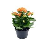 Gardenbox Kadınlar Gününe Özel Hediyelik Turuncu Kalanşo Çiçeği Tül Kuşkonmaz