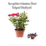 Gardenbox Kadınlar Gününe Özel Kırmızı Renk Bodur Gül Fidanı, Telgraf Hediyeli