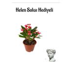 Gardenbox Kadınlar Gününe Özel Kırmızı Renk Milli Dikenler Tacı Çiçeği, Helen Saksı Hediyeli