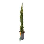 Gardenbox Kara Selvi Fidanı, 35-65cm Saksılı, Dikime Hazır Mezarlık Ağacı, 1 Adet