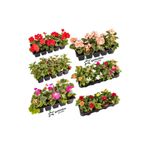Gardenbox Karışık Bitki Seti, 3 Sardunya, 2 Küpeli, 2 Cam Güzeli, 1 Dahlia Çiçeği