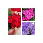 Gardenbox Karışık Renk 3 Adet Sardunya Çiçeği Fidanı, 30-60 cm, Saksılı, Geranium