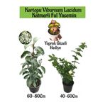 Gardenbox Kartopu Viburnum, Katmerli Ful Yasemin, Yaprak Güzeli Hediye Bahçe Bitkisi Seti, 3 Adet