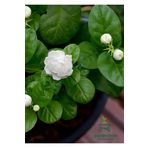Gardenbox Katlı Yoğun Kokulu Yasemin Çiçeği 1 ADET Saksılı 30-60Cm Bahçe Balkon Çiçeği
