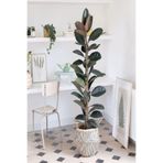 Gardenbox Kauçuk Bitkisi 2 Köklü 60-80 cm, Yeşil