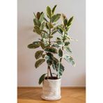 Gardenbox Kauçuk Çiçeği Alaca Renkli 75-80cm, Ev Ofis Salon Bitkisi