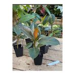 Gardenbox Kauçuk Çiçeği Salon Ofis Bitkisi, Mini Boy, 1 Adet Saksılı, 20-45cm