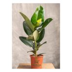 Gardenbox Kauçuk Salon Çiçeği, Saksılı, 20-45cm, İç Mekan Bitkileri