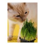 Gardenbox Kedi Çimi, 15-20 cm Filizli, Saksıda, Kediler İçin