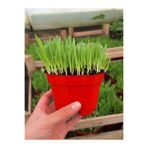 Gardenbox Kedilere Özel Canlı Filizli Kedi Otu Saksı, 15-20 cm, Doğal Çimi, Kırmızı