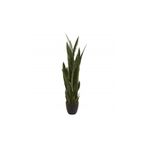 Gardenbox Kılıç Çiçeği Paşa Kılıcı 40-60cm, Ev Bitkisi, Ofis Bitkisi, Salon Bitkisi, 3 Köklü
