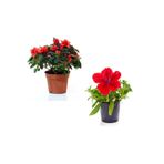 Gardenbox Kırmızı Açelya Çiçeği, Kırmızı Petunya, Corf Seti, 20-40 cm, 3'lü Bahçe Peyzaj Seti