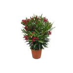 Gardenbox Kırmızı Bodur Zakkum, 40-60 cm, 1 Adet Saksılı Çiçekli Dış Mekan Bitkisi, Nerium Oleander