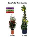 Gardenbox Kırmızı Fıça Çalısı Fidanı + Sarı Yasemin Çiçeği Fidanı 2'li Bahçe Peyzaj Seti