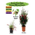 Gardenbox Kırmızı Fırça Çalısı, Kırmızı Mercan Çiçeği, İtır Çiçeği Hediyeli Peyzaj Seti, Çok Renkli