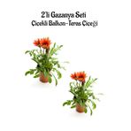 Gardenbox Kırmızı Gazanya Çiçeği, 2 Adet Saksılı, 10-20 cm, Balkon-Teras Çiçeği