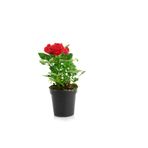 Gardenbox Kırmızı Gül Fidanı, Buz Çiçeği Hediyeli, Anneler Günü Özel