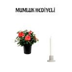 Gardenbox Kırmızı Japon Gülü Hibiscus Rosa, Mumluk Hediyeli, İç Mekan Bitkisi