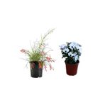 Gardenbox Kırmızı Mercan Çiçeği Fidanı + Beyaz Bodrum Papatyası 2'li Bahçe Peyzaj Seti