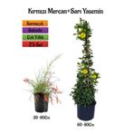 Gardenbox Kırmızı Mercan Çiçeği Fidanı + Sarı Yasemin Fidanı 2'li Bahçe Peyzaj Seti