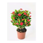 Gardenbox Kırmızı Milli Dikenler Tacı Euphorbia Saksılı Çiçekli Bitki, 20-40 cm