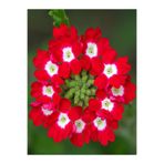 Gardenbox Kırmızı Mine Çiçeği Saksılı 15-30 cm Bahçe Yer Bitkisi (Verbena Officinalis)