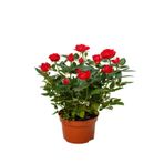 Gardenbox Kırmızı Minyatür Gül Fidanı, 1 Adet, Saksılı, İç-Dış Mekan Bitkisi