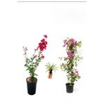Gardenbox Kırmızı Oya Ağacı, Pembe Begonvil, Kurdele Çiçeği Hediyeli, Çok Renkli, 50-80 cm