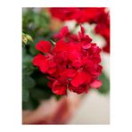 Gardenbox Kırmızı Sardunya Çiçeği, 15-25 cm Saksılı, Çiçekli Bodur Bitkiler, Geranium