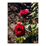 Gardenbox Kırmızı ve Pembe Gül Fidanı, 2 Adet, Yediveren, Saksılı, 20-40 cm
