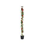 Gardenbox Kırmızı Yediveren Sarmaşık Gül Fidanı, 3 Adet, Saksılı, 80-160cm, Kokulu, Climbing Rose