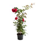 Gardenbox Kırmızı Yediveren Sarmaşık Gül Fidanı, 50-80 cm, Tüplü Aşılı Gül