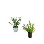 Gardenbox Klasik Yasemin + Mor Çiçekli Duranta Dış Mekan Bitkisi Seti, 40-60 cm