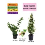 Gardenbox Kokulu Arap Yasemin, Katmerli Ful Yasemin, Itır Çiçeği Hediyeli, 3'lü Set