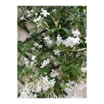 Gardenbox Kokulu Arap Yasemini, 50-70 cm, 1 Adet Saksılı Dış Mekan Süs Bitkisi, Jasminum Sambac, Beyaz