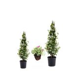 Gardenbox Kokulu Arap Yasemini Fidanı Saksılı 2 Adet + Mezem Çiçeği Hediye 3'lü Peyzaj Seti, 40-80cm