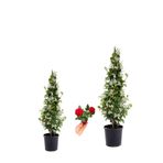 Gardenbox Kokulu Arap Yasemini Fidanı Saksılı 2 Adet, Mini Gül Hediye, 3'lü Peyzaj Seti, 40-80cm