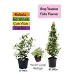 Gardenbox Kokulu Arap Yasemini, Yıldız Yasemin Fidanı, Mezem Çiçeği 3'lü Peyzaj Seti