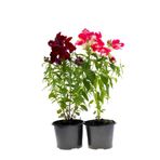 Gardenbox Kokulu Aslanağızı Çiçeği, 2 Adet, Bordo/Pembe Renk, Saksılı, 15-25cm
