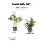 Gardenbox Kokulu Bahçe Çiçeği Seti, Mor Salkım + Isparta Gülü, Saksılı, 40-60 cm
