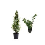 Gardenbox Kokulu Bahçe Seti, Arap Yasemini + Katmerli Ful Yasemin Çiçeği Fidanı, 2'li Set